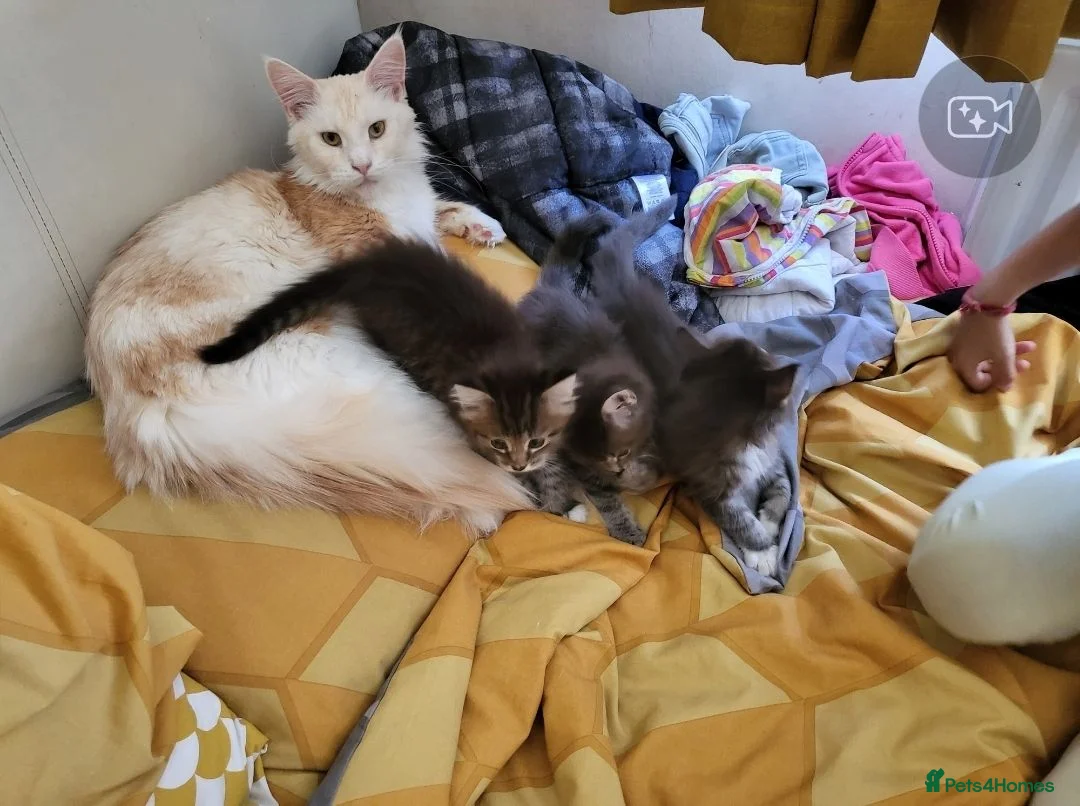 Maine Coon cats for sale: 4 lynx mainecoon kittens ready for forever homes - Advert 1