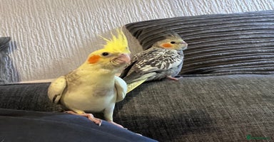 Cockatiels birds Baby hand reared cockatiels  - Advert 8