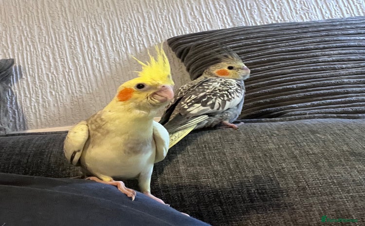 Cockatiels birds Baby hand reared cockatiels  - Advert 1