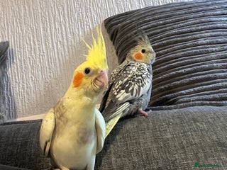 Cockatiels birds Baby hand reared cockatiels - Advert 2