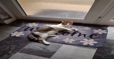 British Shorthair cats - Advert 11