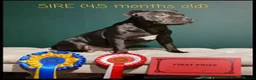 Staffordshire Bull Terrier dogs for sale: KC Registered Staffordshire Bull Terrier puppies in Mansfield - Advert 7