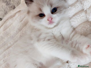 Ragdoll cats Beautiful Ragdoll kittens raised with ❤️ - Advert 14