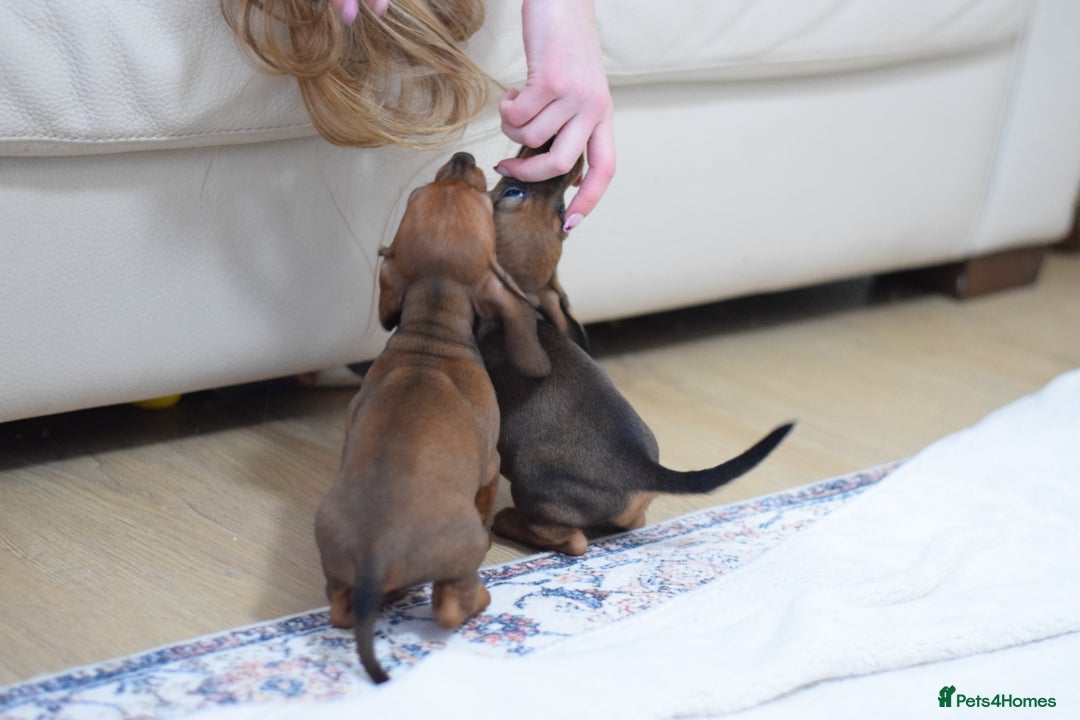 Miniature Dachshund dogs for sale: 🌟Gorgeous Miniature Dachshunds🌟 - Advert 3