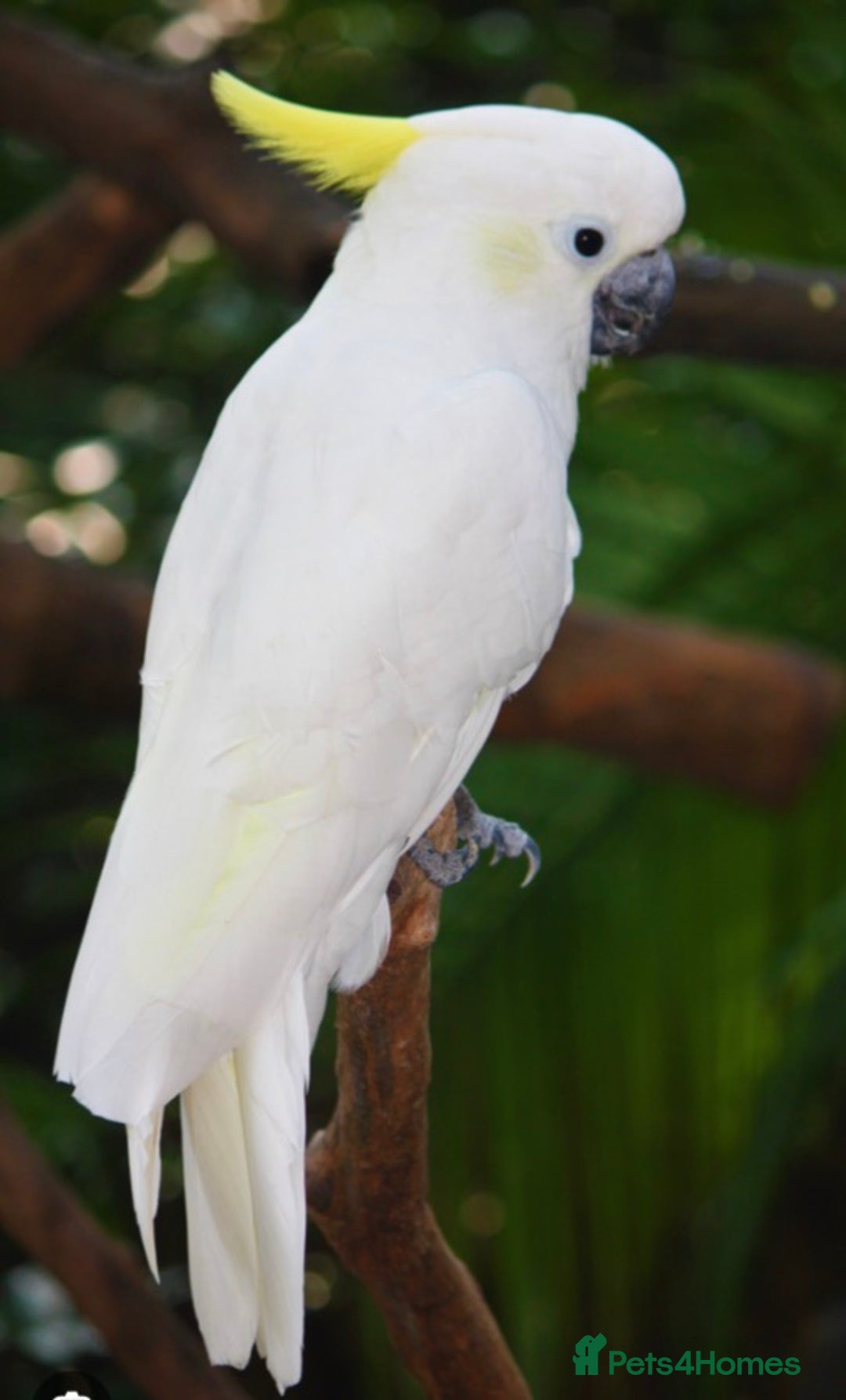 Cockatoo birds for sale: WANTED Suphur Cockatoo - Advert 1