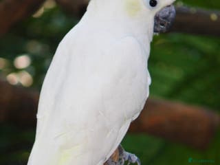 Cockatoo birds WANTED Suphur Cockatoo - Advert 7