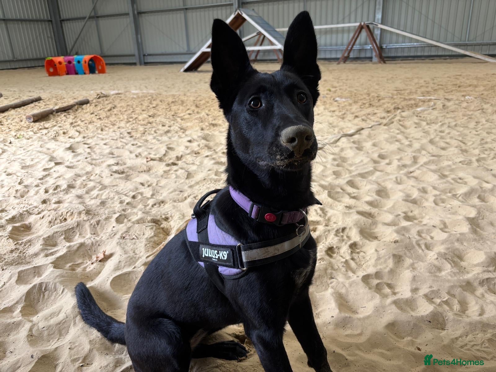 Mixed Breed dogs ❤️🐶 MULAN – BEAUTIFUL, BRILLIANT & READY  - Advert 3