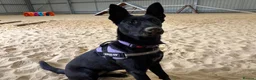 Mixed Breed dogs for adoption: ❤️🐶 MULAN – BEAUTIFUL, BRILLIANT & READY  - Advert 3