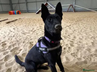 Mixed Breed dogs ❤️🐶 MULAN – BEAUTIFUL, BRILLIANT & READY - Advert 3