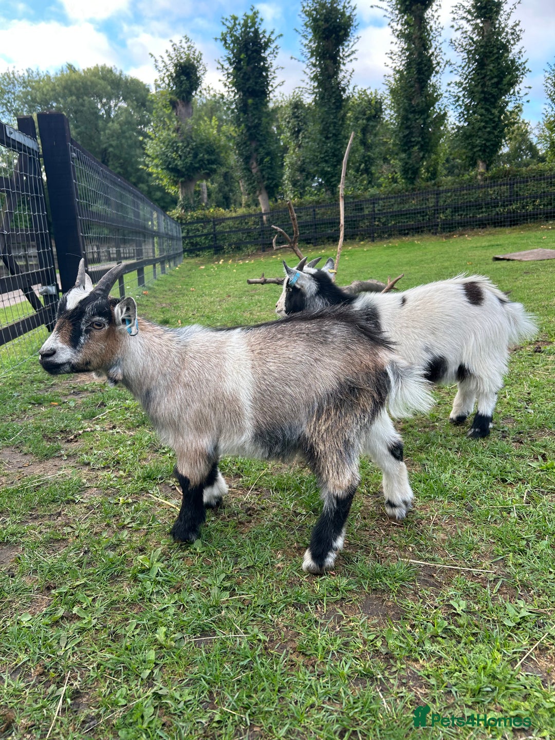 Goats livestock for sale: 2 x pygmy wether brothers  - Image 1