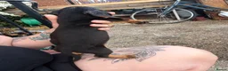 Dachshund dogs for sale: Stunning dachshund babies  - Advert 14