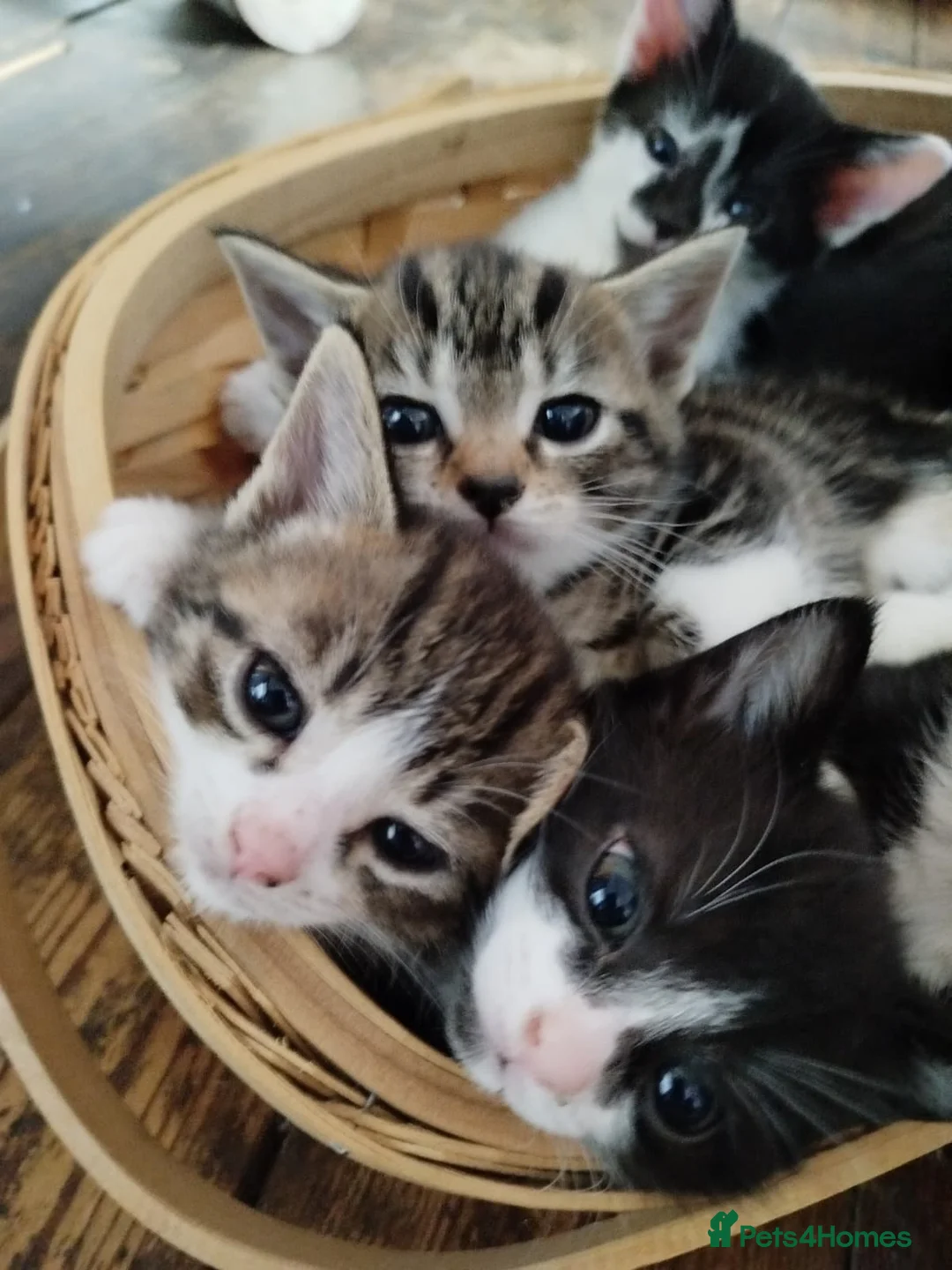 Mixed Breed cats for sale: Friendly, gorgeous litter-trained mixed kittens - Advert 1