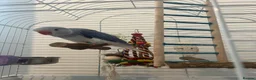 Parrots birds for sale: Indian Ring neck only 8 weeks old - Advert 6