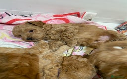 Toy Poodle dogs for sale: Toy Poodle Pups 5 🌟 Council License  - Image 6