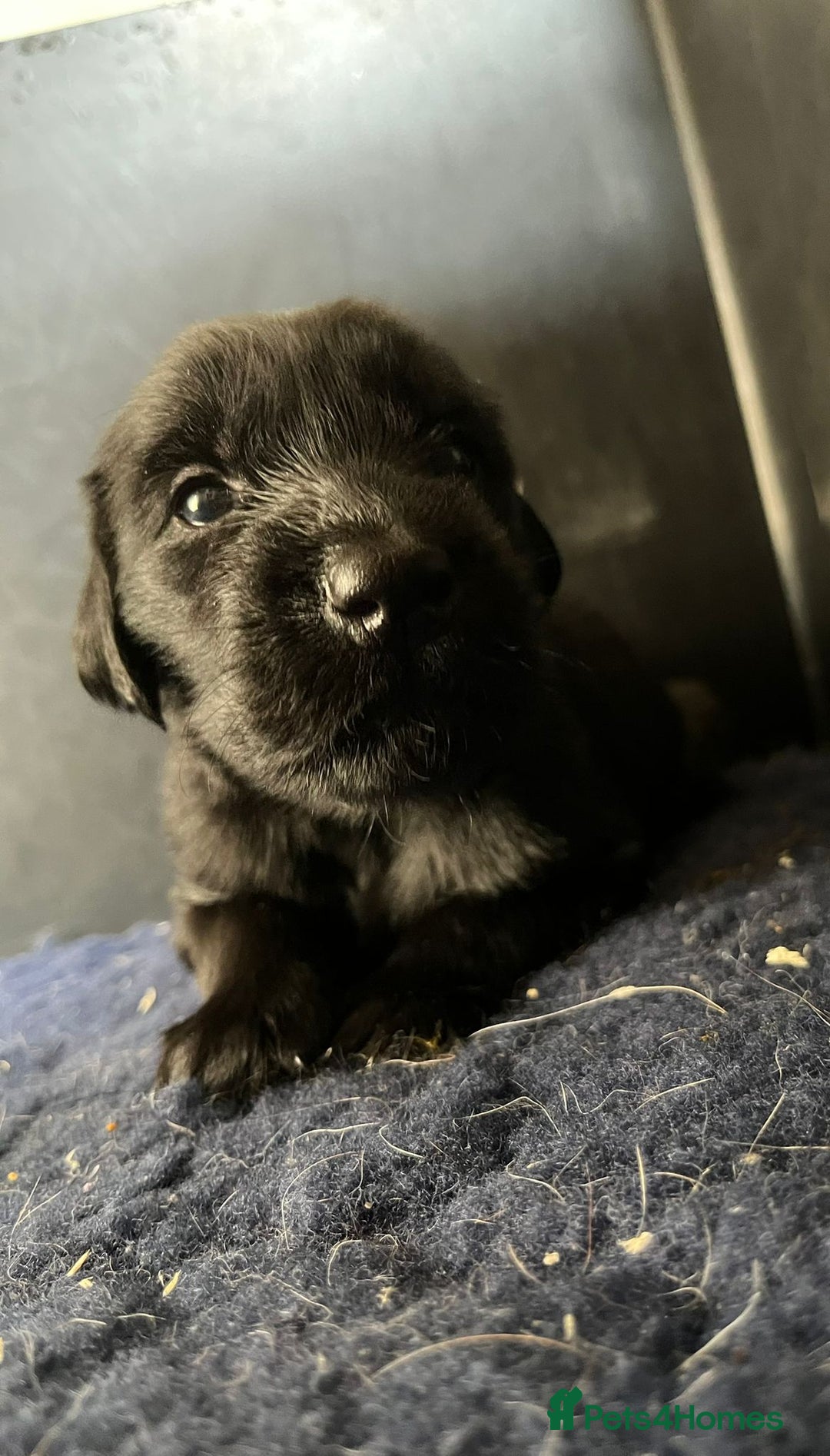 Flat coated Retriever dogs for sale: Superb Flatcoated Retrievers - Image 4