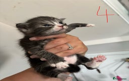 Ragcoon cats for sale: Ragcoon kittens  - Image 3