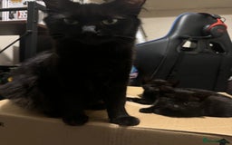 British Longhair cats for sale: 4 all black girls looking for forever home - Image 3