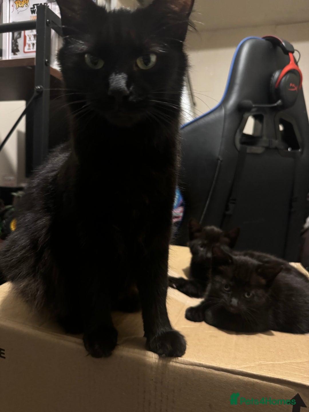 British Longhair cats for sale: 4 all black girls looking for forever home - Image 3