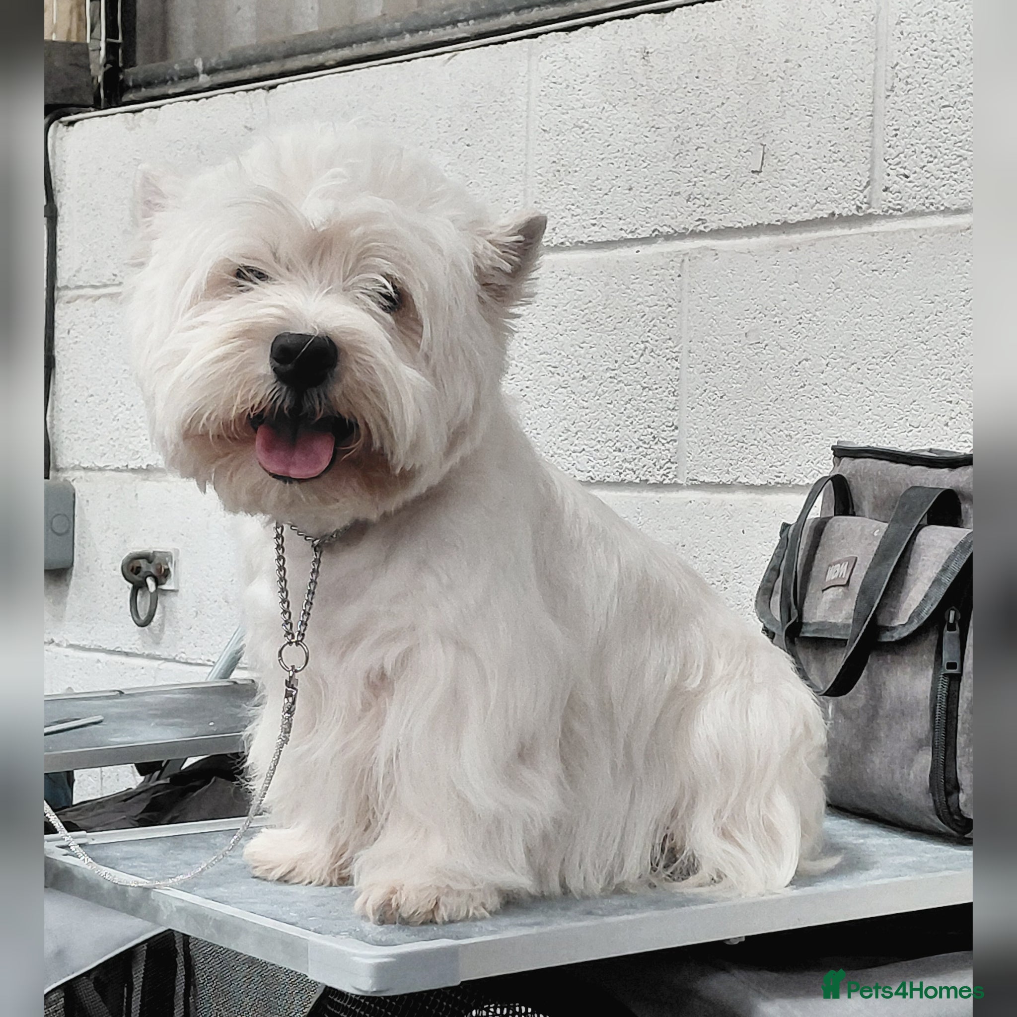 West Highland Terrier dogs * stud only* KC Stunning west highland terrier - Advert 1