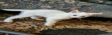 White and black dot kitten