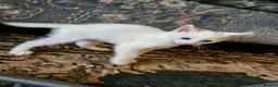 Maine Coon cats for sale: Maine coon cross kittens - Advert 3