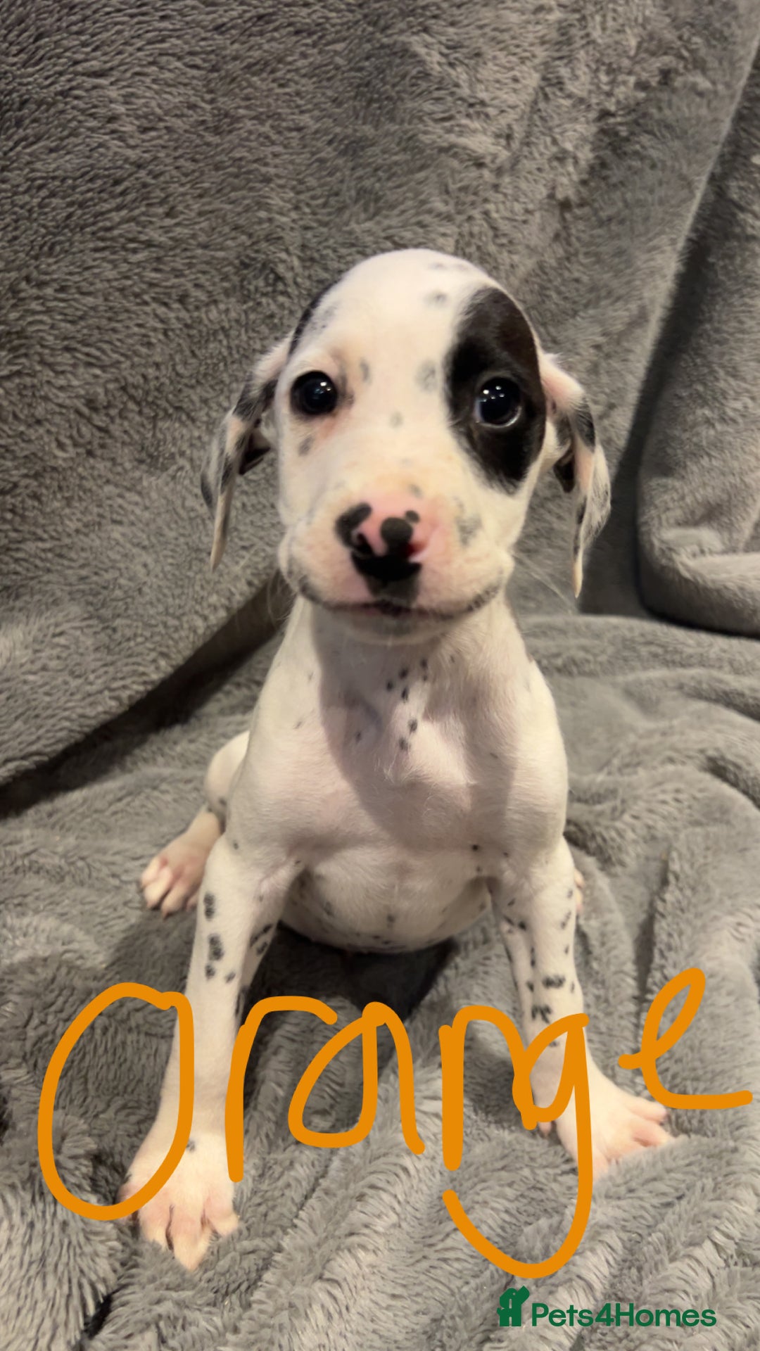 Mixed Breed dogs for sale: Dalmatianxboxer puppies  - Image 5