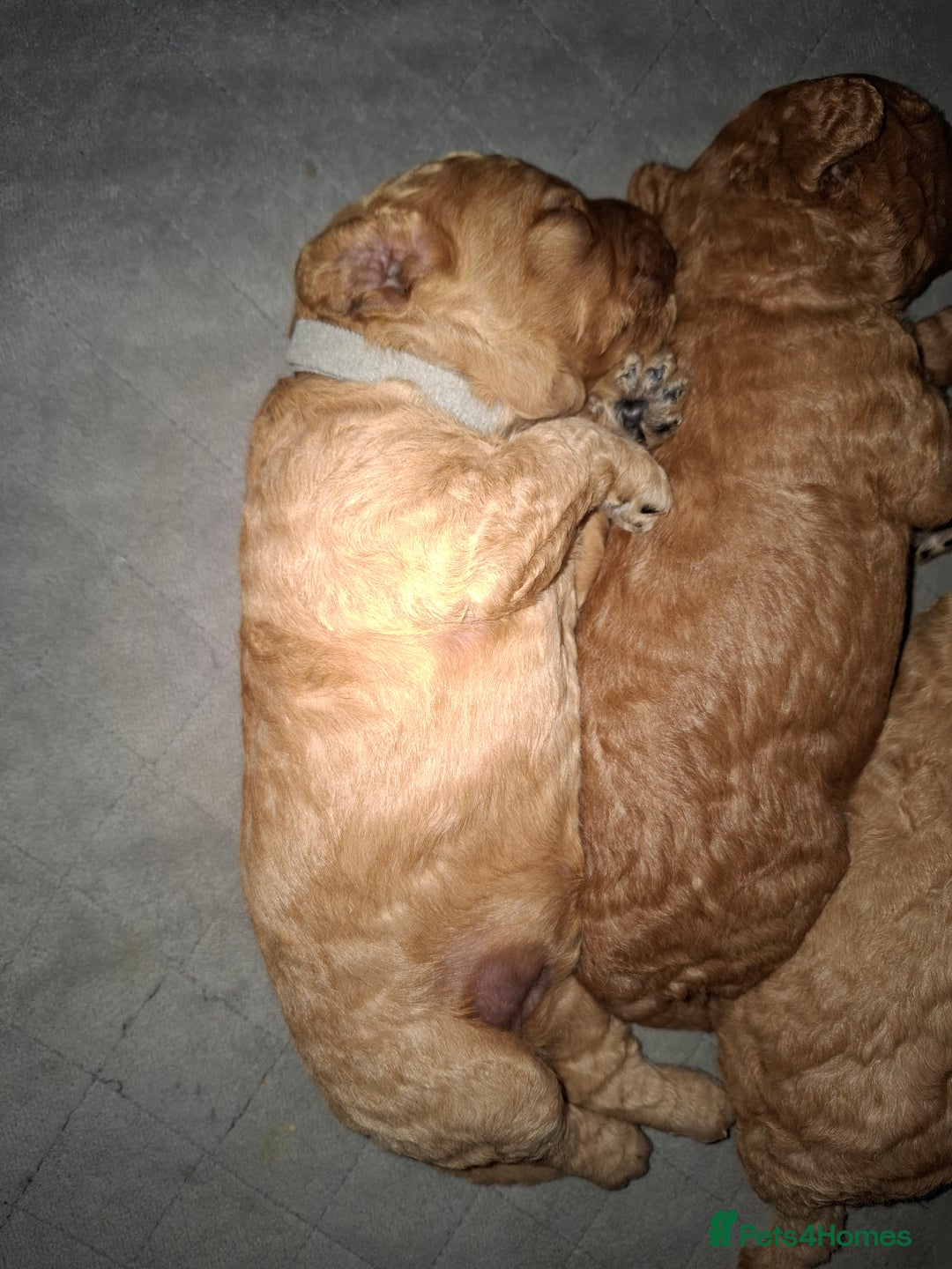 Cavapoo dogs for sale: Amazing Cavapoo's 🐶❤️ - Image 18
