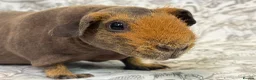 Guinea Pig rodents for sale: Skinny pig, werewolf and Baldwin youngsters/babies - Advert 8