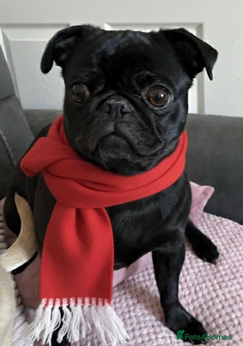 Pug dogs Beautiful Black Pug Girl looking for forever home  - Advert 1