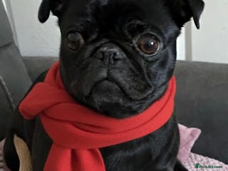 Pug dogs Beautiful Black Pug Girl looking for forever home - Advert 12