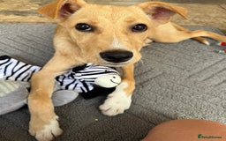 Mixed Breed dogs for adoption: Ruby  - Image 4