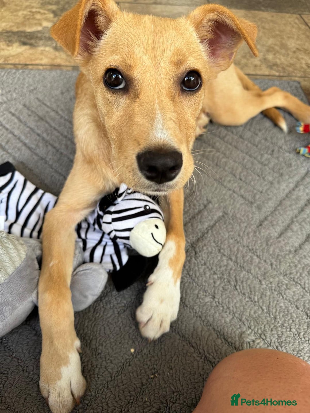 Mixed Breed dogs for adoption: Ruby  - Image 4
