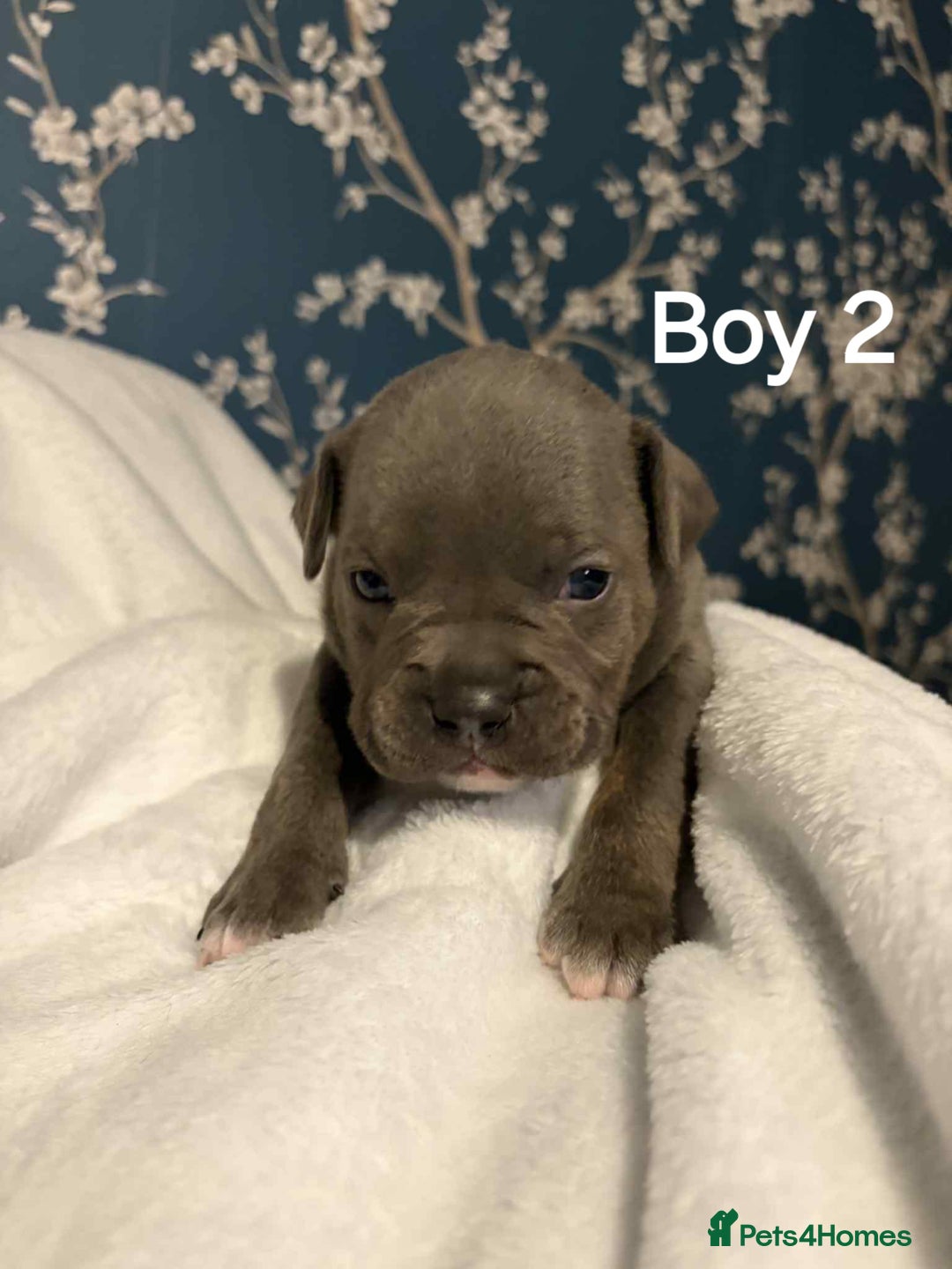 American Bully dogs for sale: Pocket bully - Advert 11