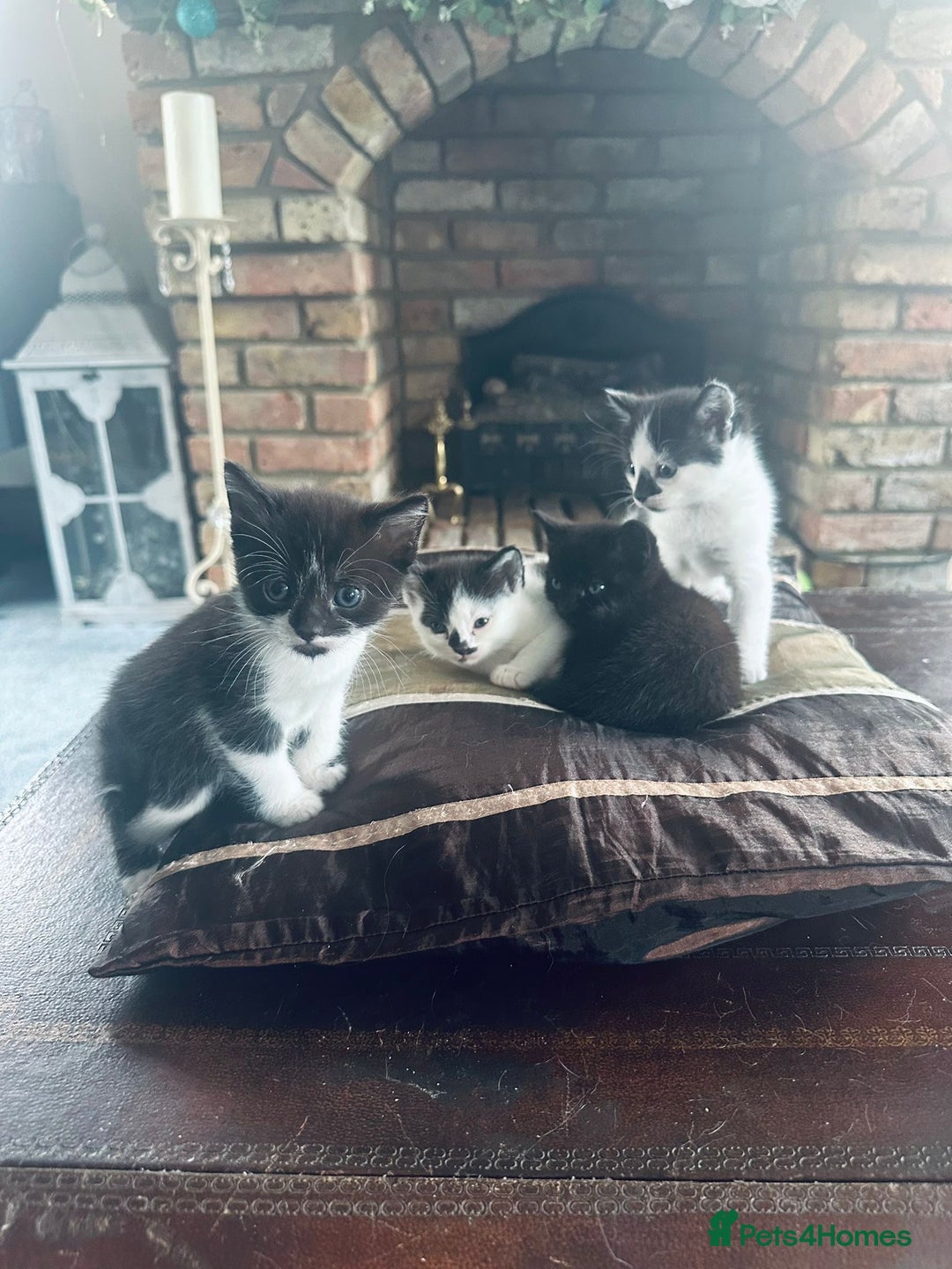 British Shorthair cats for sale: 4 British Shorthair kittens, 3 Tuxedo and 1 black - Image 1