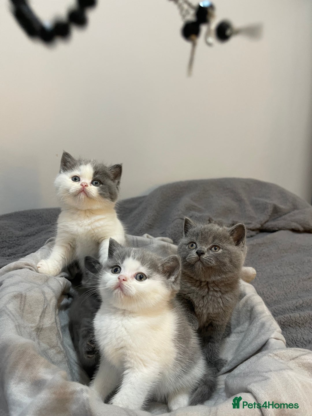 British Shorthair cats for sale: Beautiful British shorthair kittens 🐈  - Advert 4