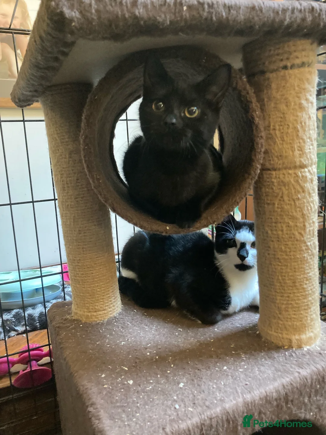 Mixed Breed cats for adoption: Rescue kittens needing forever home - Advert 1