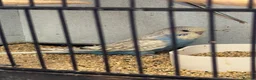 Budgerigars birds for sale: Baby budgies  - Advert 5