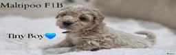 Maltipoo dogs for sale: Tiny Maltipoo F1B Puppies  in Motherwell - Advert 5