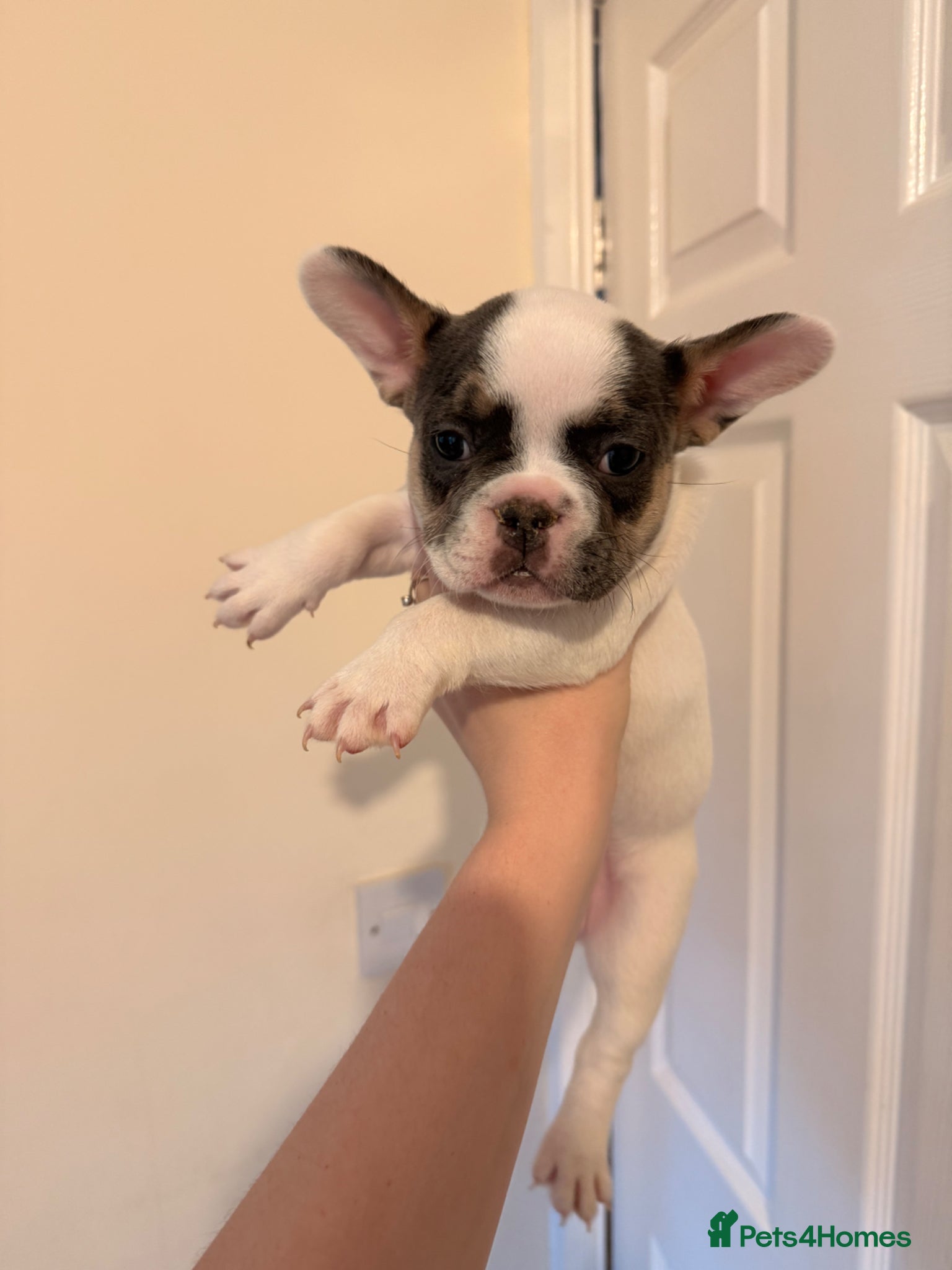 French Bulldog dogs Exceptional KC Registered French Bulldog Puppies🌟 - Advert 1
