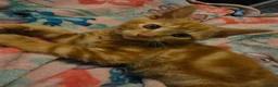 Mixed Breed cats for sale: 7 beautiful kittens - Advert 8