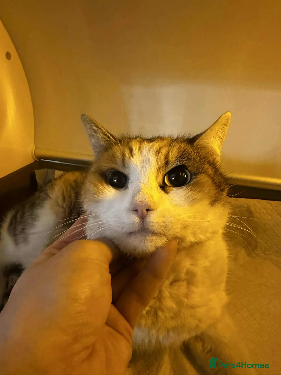 Mixed Breed cats for adoption: Carolina for adoption - Advert 3