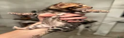Bengal cats for sale: Outstanding Little Leopards 🐆  - Advert 17