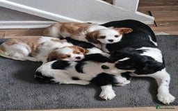 Cavalier King Charles Spaniel dogs for sale: 4 gorgeous puppies - Image 2