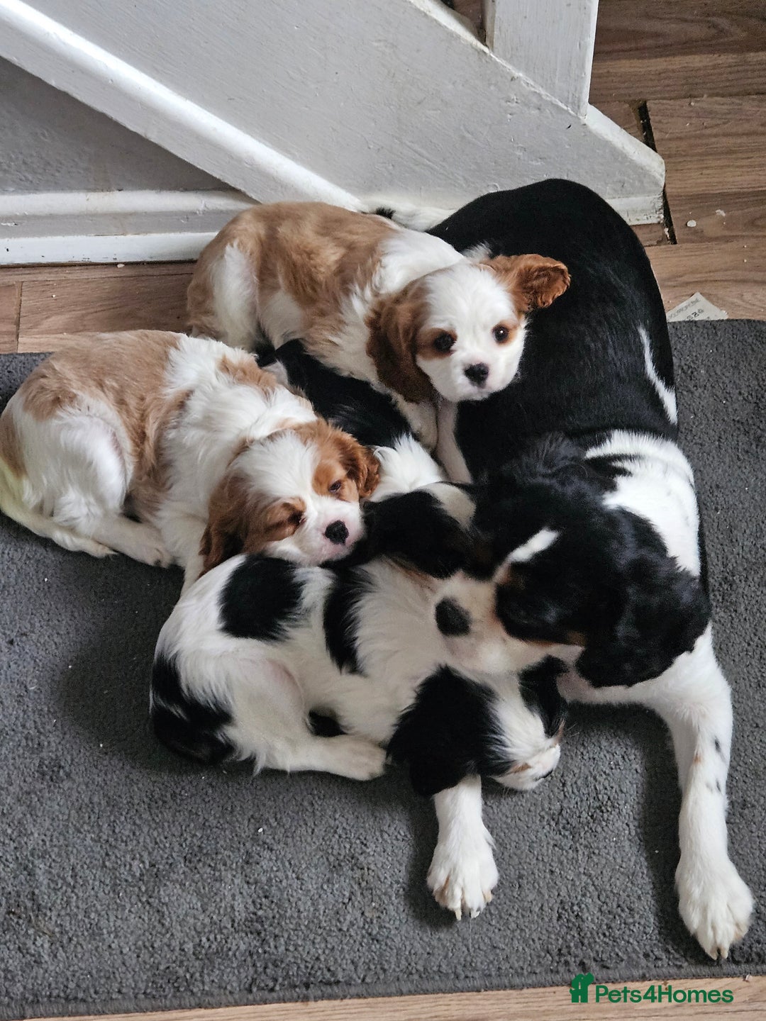 Cavalier King Charles Spaniel dogs for sale: 4 gorgeous puppies - Image 2