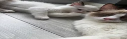 Ragdoll cats for sale: Blue Linx bi colour Ragdoll boy  - Advert 5