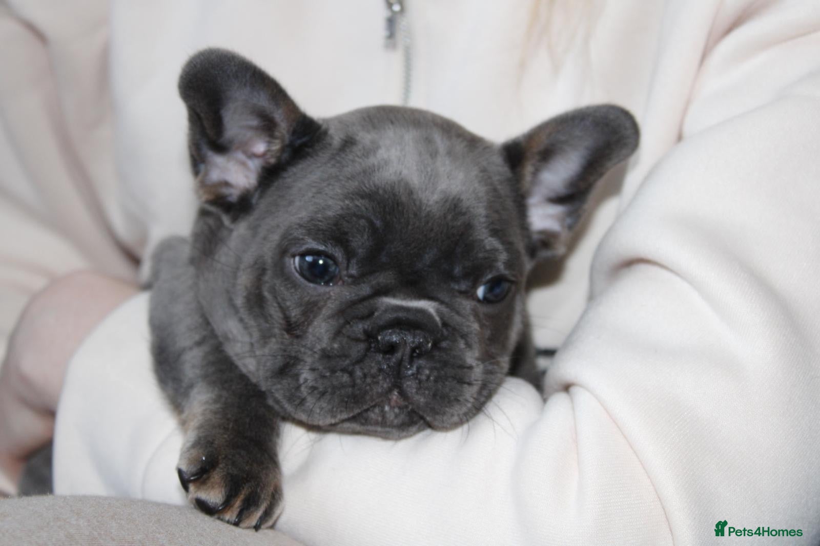 French Bulldog dogs 💜BLUEBELLE  THE LAST LITTLE BLUE GIRL 💜 - Advert 4