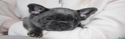 French Bulldog dogs for sale: 💜BLUEBELLE  THE LAST LITTLE BLUE GIRL 💜 - Advert 1