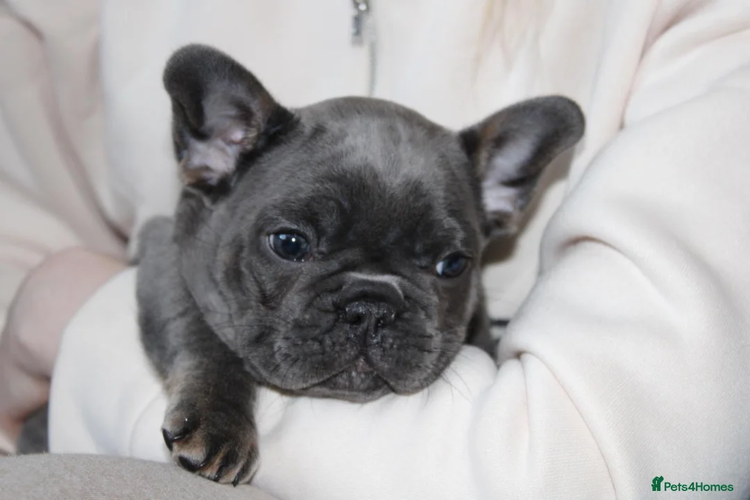 French Bulldog dogs for sale: 💜BLUEBELLE  THE LAST LITTLE BLUE GIRL 💜 - Advert 1