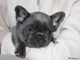 French Bulldog dogs 💜BLUEBELLE THE LAST LITTLE BLUE GIRL 💜 - Advert 4