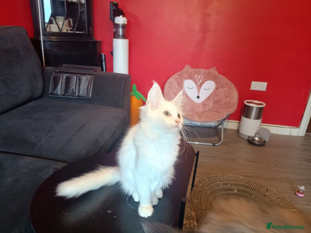 Maine Coon cats for sale: Maine Coon kittens in Manchester  - Image 19